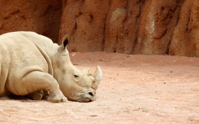 Dreamt about Rhinos last night…