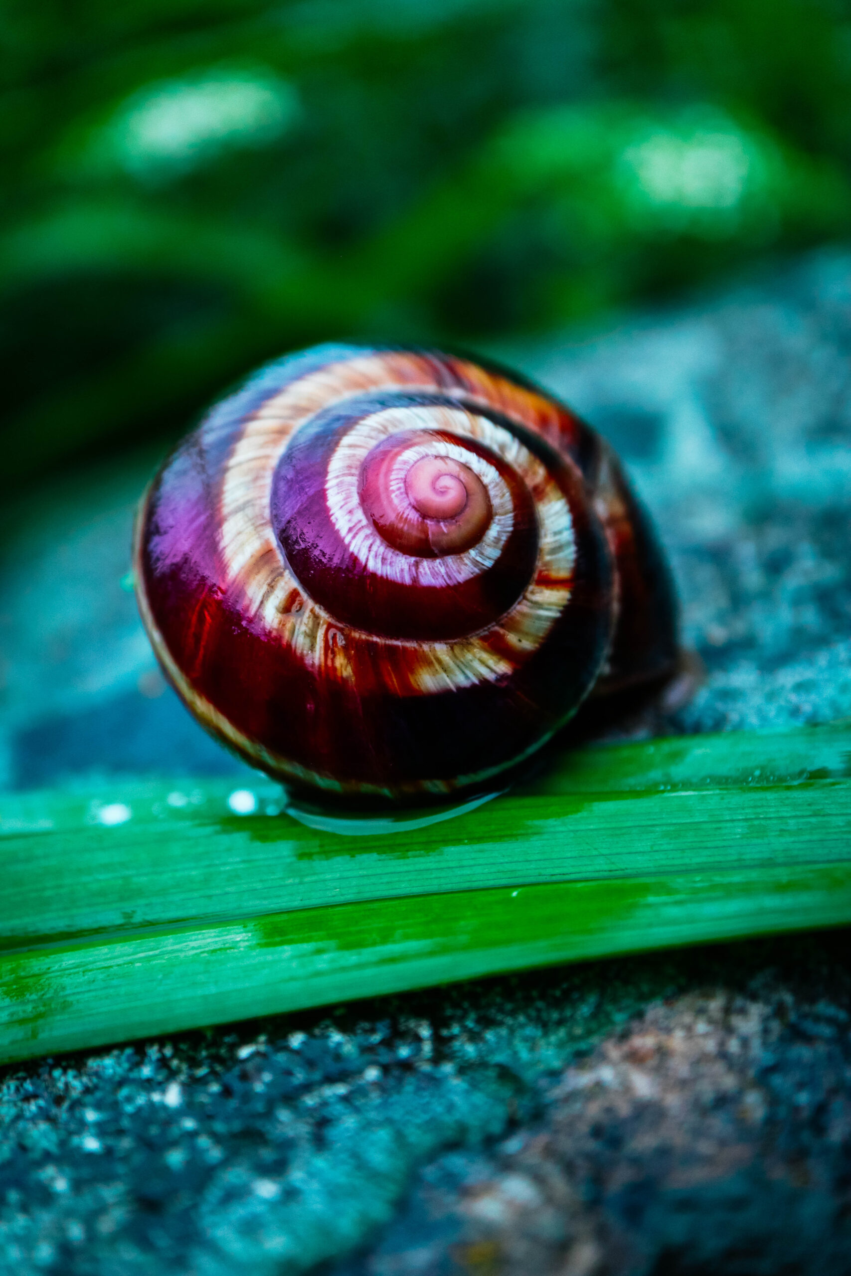 A,Wild,Lovely,Big,Beautiful,Snail,With,Spiral,Shell.,Amazing The Family School of Thought